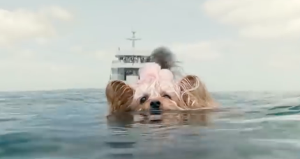 pippin in the meg